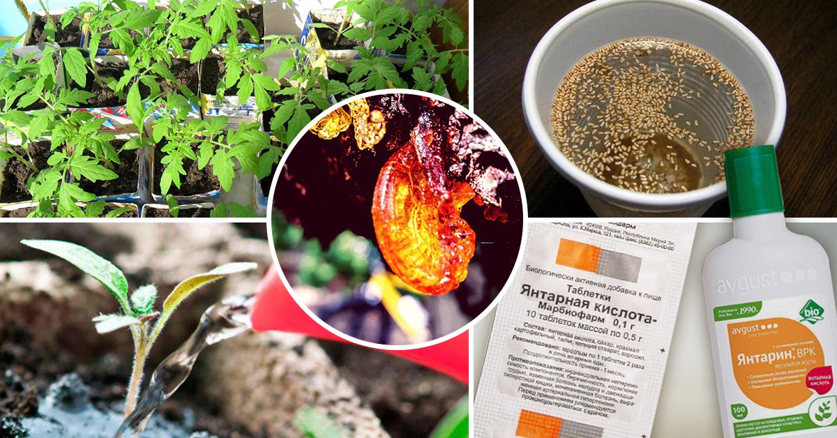 Янтарная кислота – польза для растений и инструкция по применению препарата